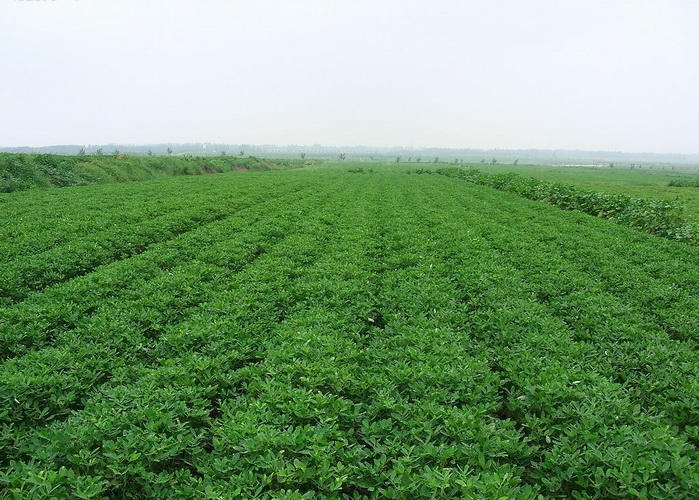 AG谈球吧